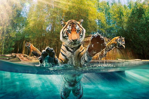Croc Express To Australia Zoo From Brisbane - Kempsey Accommodation 11