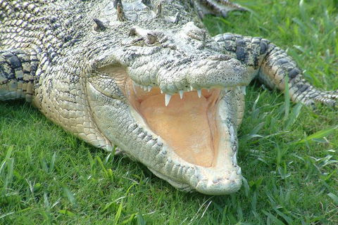 Croc Express To Australia Zoo From Brisbane - Kempsey Accommodation 10