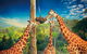 Croc Express To Australia Zoo From Brisbane - thumb 8