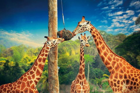 Croc Express To Australia Zoo From Brisbane - Kempsey Accommodation 8