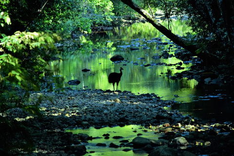 Daintree - Cape Tribulation & Atherton Tablelands Tours From Port Douglas - Kempsey Accommodation 1