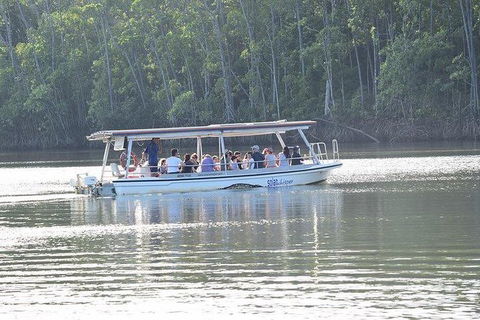 Daintree - Cape Tribulation & Atherton Tablelands Tours From Port Douglas - Kempsey Accommodation 16