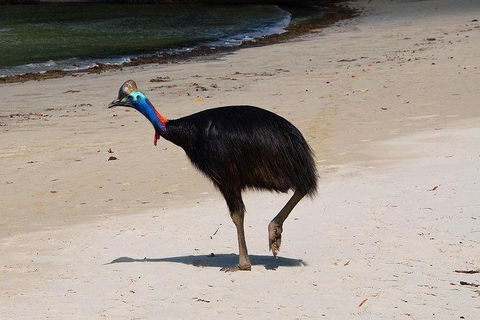 Daintree - Cape Tribulation & Atherton Tablelands Tours From Port Douglas - Kempsey Accommodation 17