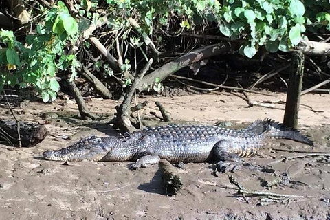 Daintree - Cape Tribulation & Atherton Tablelands Tours From Port Douglas - Kempsey Accommodation 24