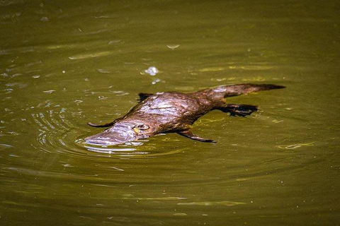 Daintree - Cape Tribulation & Atherton Tablelands Tours From Port Douglas - Kempsey Accommodation 27