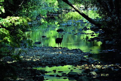 Daintree - Cape Tribulation & Atherton Tablelands Tours From Port Douglas - Kempsey Accommodation 26
