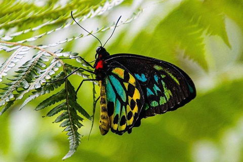 Daintree - Cape Tribulation & Atherton Tablelands Tours From Port Douglas - Kempsey Accommodation 19