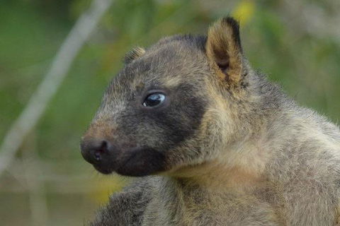 Daintree - Cape Tribulation & Atherton Tablelands Tours From Port Douglas - Kempsey Accommodation 8