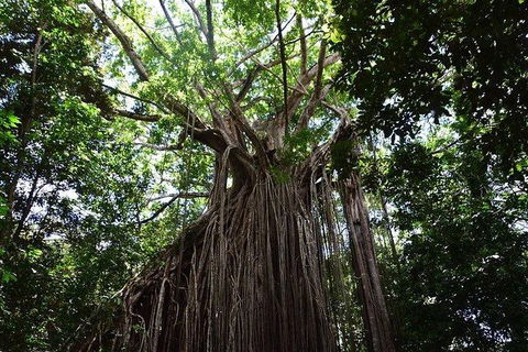 Daintree - Cape Tribulation & Atherton Tablelands Tours From Port Douglas - Kempsey Accommodation 20