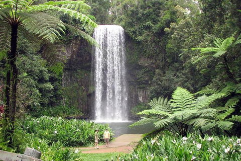 Daintree - Cape Tribulation & Atherton Tablelands Tours From Port Douglas - Kempsey Accommodation 12