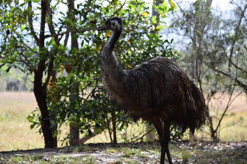 Daintree - Cape Tribulation & Atherton Tablelands Tours From Port Douglas - Kempsey Accommodation 29