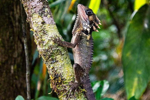 Daintree - Cape Tribulation & Atherton Tablelands Tours From Port Douglas - Kempsey Accommodation 7