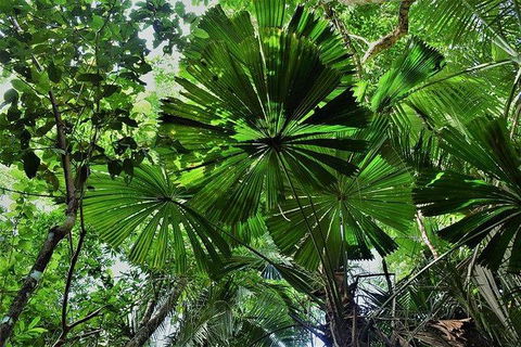 Daintree - Cape Tribulation & Atherton Tablelands Tours From Port Douglas - Kempsey Accommodation 22