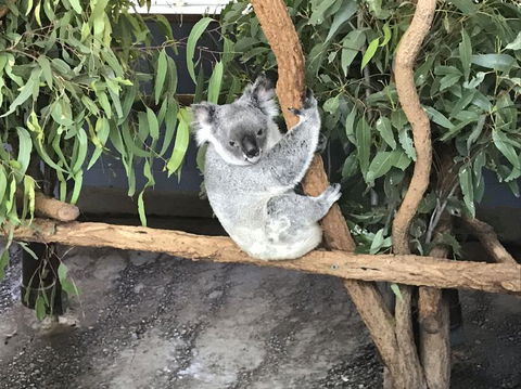 Lone Pine Koala Sanctuary Admission With Brisbane River Cruise - Kempsey Accommodation 21