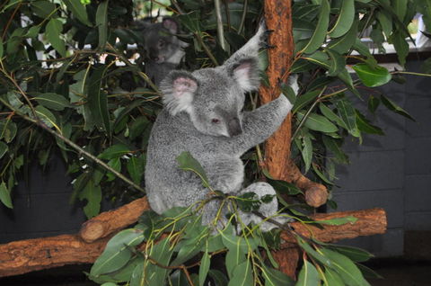 Lone Pine Koala Sanctuary Admission With Brisbane River Cruise - Kempsey Accommodation 6