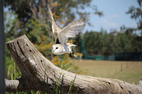 Lone Pine Koala Sanctuary Admission With Brisbane River Cruise - Kempsey Accommodation 25