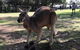 Lone Pine Koala Sanctuary Admission With Brisbane River Cruise - thumb 15