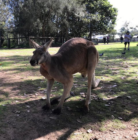 Lone Pine Koala Sanctuary Admission With Brisbane River Cruise - Kempsey Accommodation 15