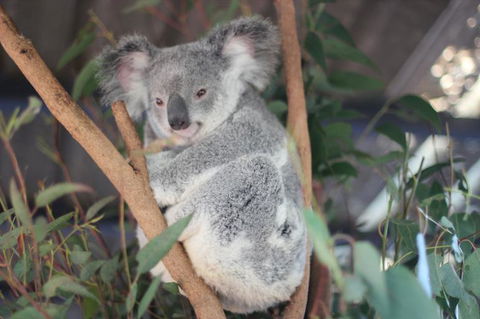 Lone Pine Koala Sanctuary Admission With Brisbane River Cruise - Kempsey Accommodation 9