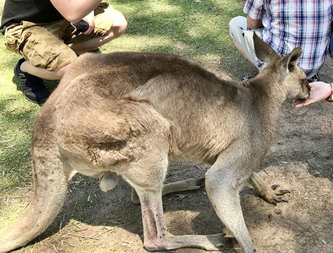 Lone Pine Koala Sanctuary Admission With Brisbane River Cruise - Kempsey Accommodation 19