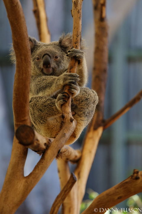 Lone Pine Koala Sanctuary Admission With Brisbane River Cruise - Kempsey Accommodation 24
