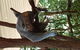 Lone Pine Koala Sanctuary Admission With Brisbane River Cruise - thumb 2