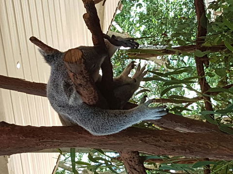 Lone Pine Koala Sanctuary Admission With Brisbane River Cruise - Kempsey Accommodation 2