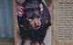 Lone Pine Koala Sanctuary Admission With Brisbane River Cruise - thumb 4