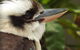 Lone Pine Koala Sanctuary Admission With Brisbane River Cruise - thumb 23