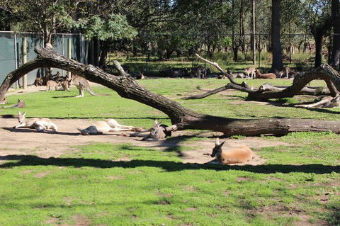 Lone Pine Koala Sanctuary Admission With Brisbane River Cruise - Kempsey Accommodation 12