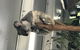Lone Pine Koala Sanctuary Admission With Brisbane River Cruise - thumb 20
