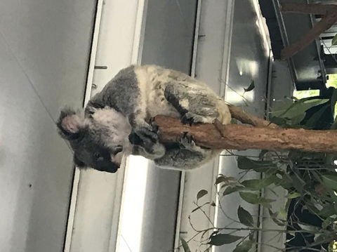 Lone Pine Koala Sanctuary Admission With Brisbane River Cruise - Kempsey Accommodation 20