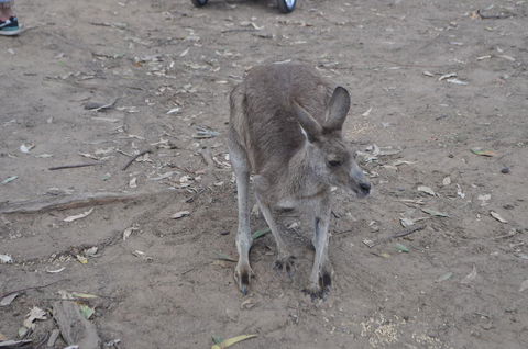 Lone Pine Koala Sanctuary Admission With Brisbane River Cruise - Kempsey Accommodation 3