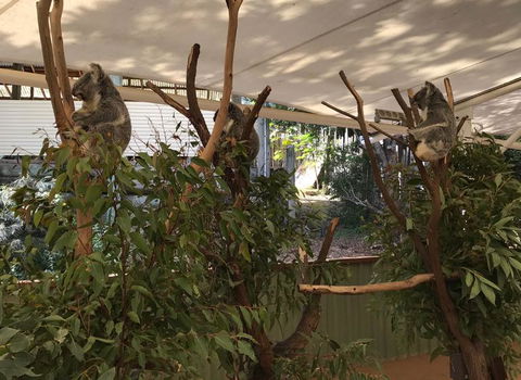 Lone Pine Koala Sanctuary Admission With Brisbane River Cruise - Kempsey Accommodation 16