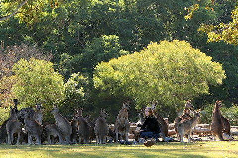 Lone Pine Koala Sanctuary Admission With Brisbane River Cruise - Kempsey Accommodation 27