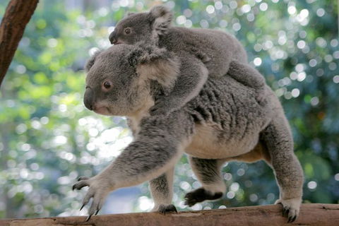 Lone Pine Koala Sanctuary Admission With Brisbane River Cruise - Kempsey Accommodation 30