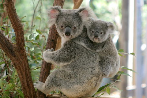 Koala Express To Lone Pine Koala Sanctuary - Kempsey Accommodation 1
