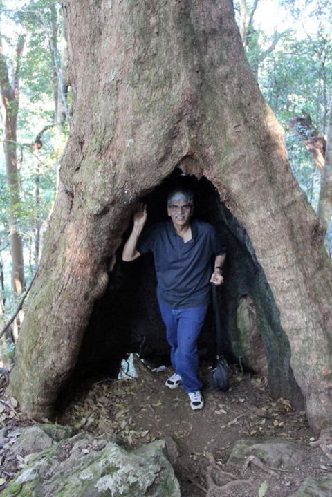 Springbrook National Park Discovery Full-Day Bushwalking Tour - Kempsey Accommodation 5