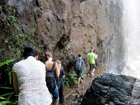 Springbrook National Park Discovery Full-Day Bushwalking Tour - Kempsey Accommodation 11