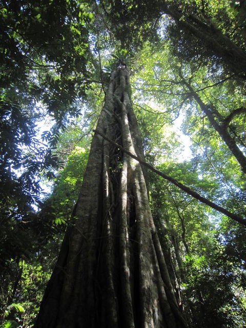 Springbrook National Park Discovery Full-Day Bushwalking Tour - Kempsey Accommodation 14