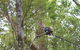 Springbrook National Park Discovery Full-Day Bushwalking Tour - thumb 2