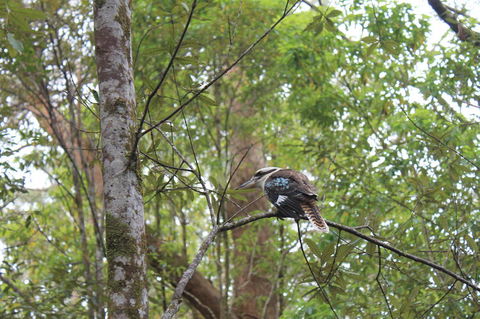 Springbrook National Park Discovery Full-Day Bushwalking Tour - Kempsey Accommodation 2