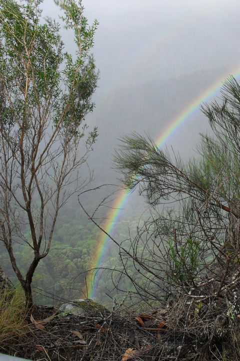Springbrook National Park Discovery Full-Day Bushwalking Tour - Kempsey Accommodation 22
