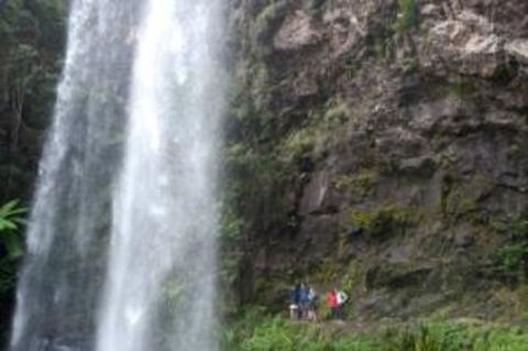 Springbrook National Park Discovery Full-Day Bushwalking Tour - Kempsey Accommodation 1