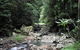 Springbrook National Park Discovery Full-Day Bushwalking Tour - thumb 21