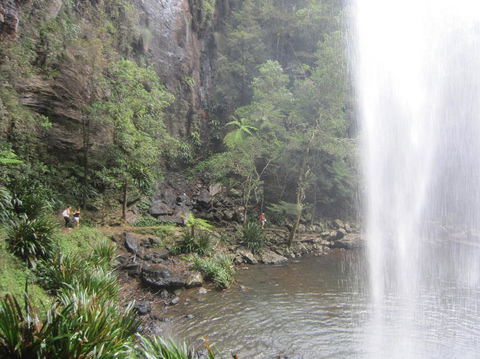 Springbrook National Park Discovery Full-Day Bushwalking Tour - Kempsey Accommodation 16