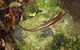 Springbrook National Park Discovery Full-Day Bushwalking Tour - thumb 9
