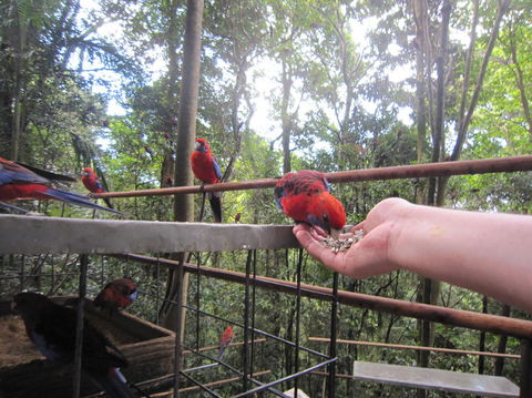 Springbrook National Park Discovery Full-Day Bushwalking Tour - Kempsey Accommodation 15
