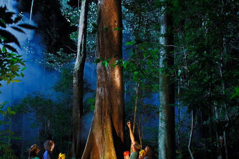 Daintree Rainforest Night Walk From Cape Tribulation - Kempsey Accommodation 1