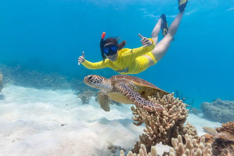 Ocean Safari Great Barrier Reef Experience In Cape Tribulation - Kempsey Accommodation 13